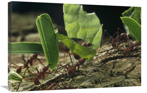 Global Gallery GCS-450702-2030-142 20 x 30 in. Leafcutter Ant Group Ca