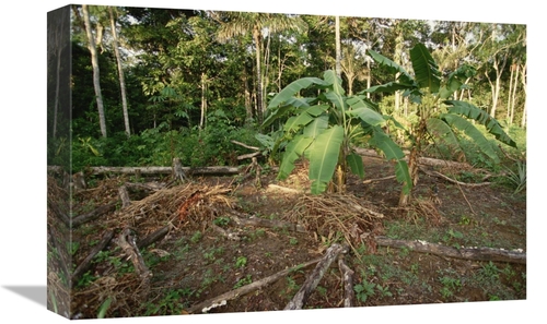 Global Gallery GCS-395764-1218-142 12 x 18 in. Rainforest Slash & Burn