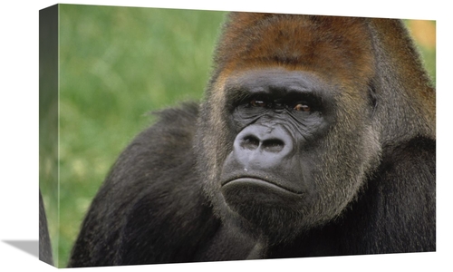 Global Gallery GCS-452765-1218-142 12 x 18 in. Western Lowland Gorilla