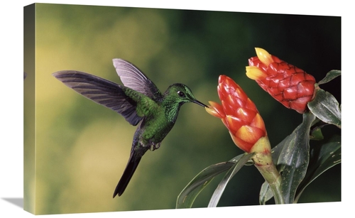 16 x 24 in. Green-Crowned Brilliant Hummingbird, Feeding & Pollina