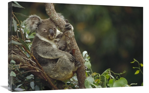 Global Gallery GCS-452931-2030-142 20 x 30 in. Koala Mother & Three Mo