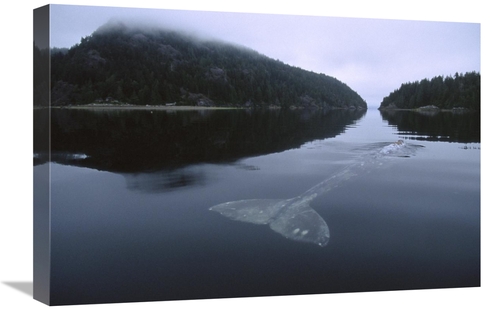 Global Gallery GCS-450834-1624-142 16 x 24 in. Gray Whale Skims Water 