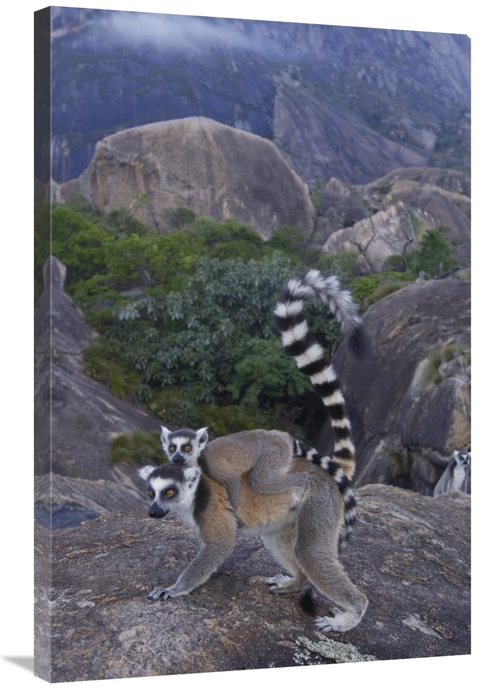 Global Gallery GCS-453243-2436-142 24 x 36 in. Ring-Tailed Lemur & You