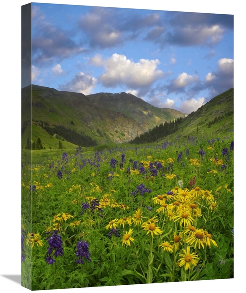 Global Gallery GCS-396568-1824-142 18 x 24 in. Orange Sneezeweed & Del