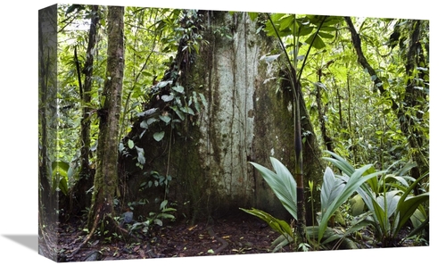 Global Gallery GCS-452675-1218-142 12 x 18 in. Mountain Rainforest&#44