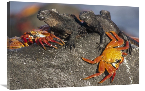 Global Gallery GCS-451193-2436-142 24 x 36 in. Sally Lightfoot Crabs &
