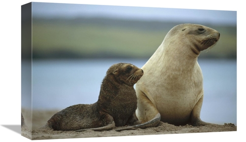 Global Gallery GCS-451086-1218-142 12 x 18 in. Hookers Sea Lion Mother