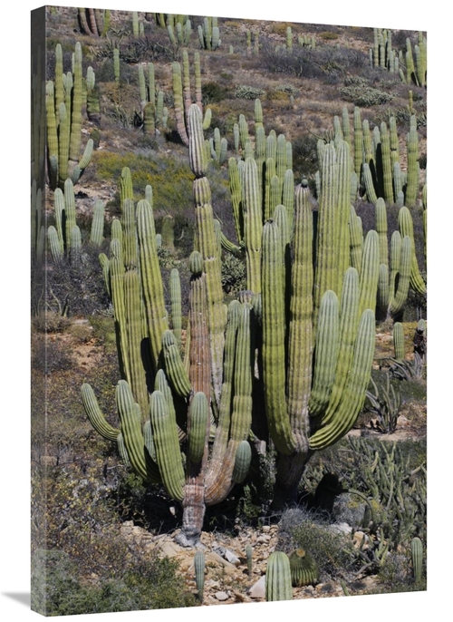 Global Gallery GCS-397720-2436-142 24 x 36 in. Cardon Cacti, Santa