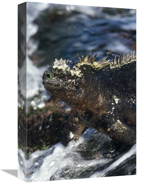 Global Gallery GCS-451390-1218-142 12 x 18 in. Marine Iguana At Low Ti