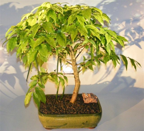 Flowering Water Jasmine Bonsai Tree - Large (wrightia religiosa)