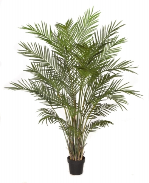 Autograph Foliages P-141620 6 ft. Areca Palm Tree, Green