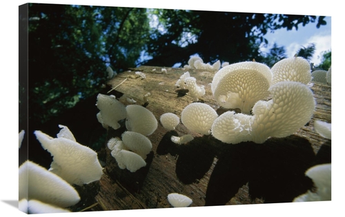 Global Gallery GCS-398544-2030-142 20 x 30 in. Bracket Fungus Mushroom