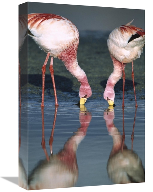 Global Gallery GCS-451651-1218-142 12 x 18 in. Puna Flamingos Feeding 