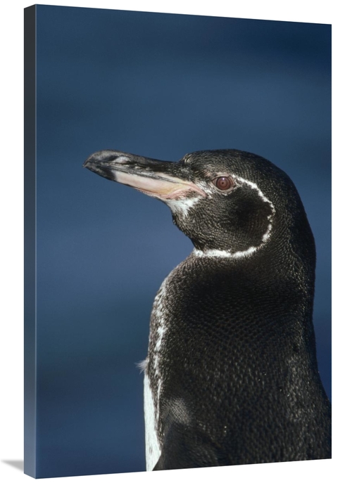 Global Gallery GCS-451232-2436-142 24 x 36 in. Galapagos Penguin, 