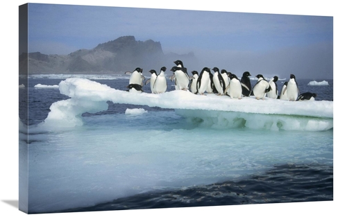 Global Gallery GCS-395664-2030-142 20 x 30 in. Adelie Penguin Group Cr