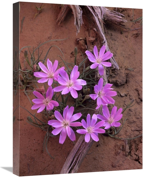 Global Gallery GCS-396265-1824-142 18 x 24 in. Desert Chicory Close Up