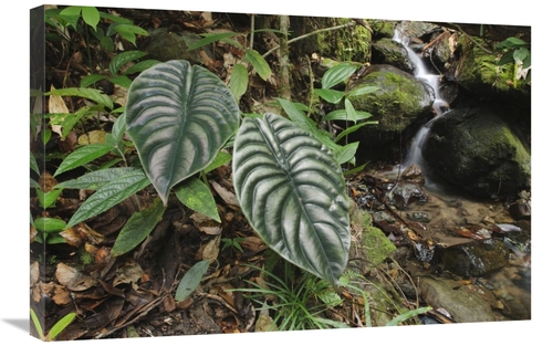 Global Gallery GCS-397562-2030-142 20 x 30 in. Taro Leaves Near Creek 