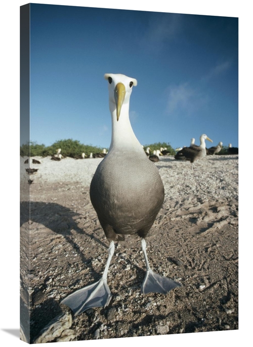Global Gallery GCS-451078-2030-142 20 x 30 in. Waved Albatross, Ho