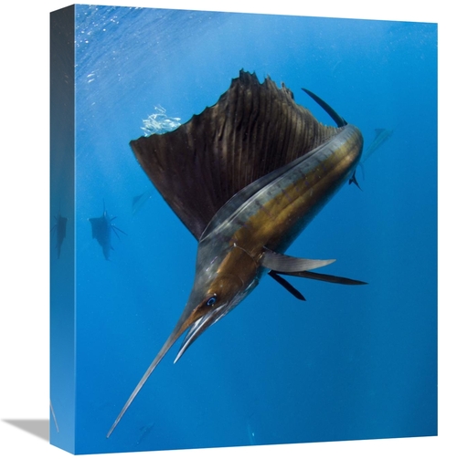 Global Gallery GCS-397924-16-142 16 in. Atlantic Sailfish Hunting Roun