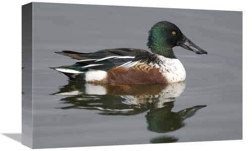 Global Gallery GCS-397417-1218-142 12 x 18 in. Northern Shoveler Male 