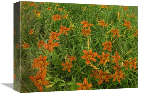 Global Gallery GCS-452171-1216-142 12 x 16 in. Orange Daylily Growing 