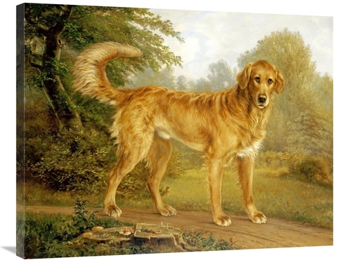 Global Gallery GCS-266794-36-142 36 in. A Golden Retriever on a Path A