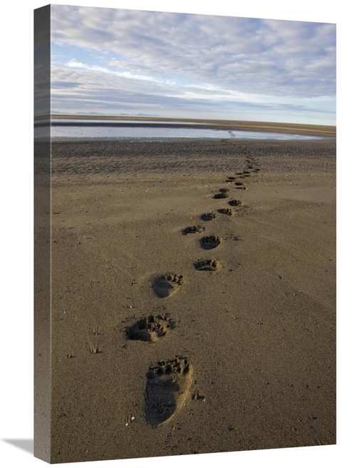 Global Gallery GCS-395301-1624-142 16 x 24 in. Grizzly Bear Tracks on 