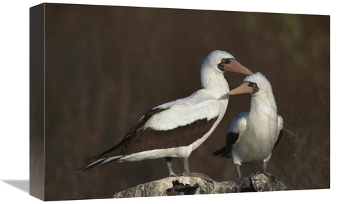 Global Gallery GCS-451770-1218-142 12 x 18 in. Nazca Booby Pair At Nes