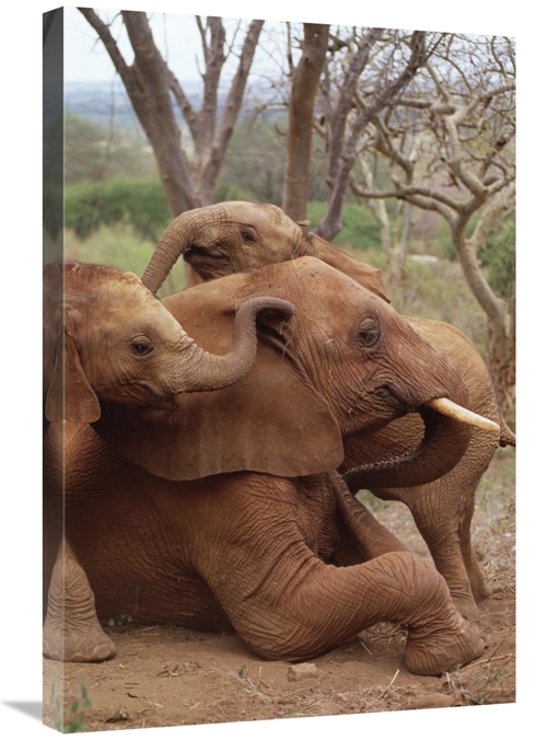 Global Gallery GCS-452959-2030-142 20 x 30 in. African Elephant Baby O
