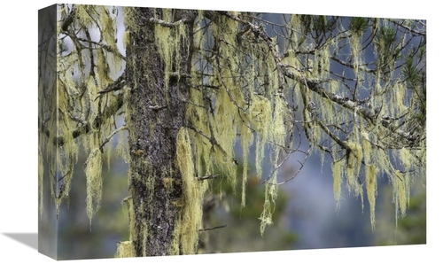 Global Gallery GCS-453616-1218-142 12 x 18 in. Pine Trees Covered with