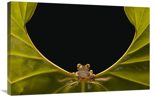 Global Gallery GCS-453192-2436-142 24 x 36 in. Cloud Forest Tree Frog 