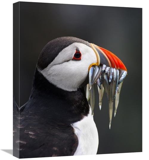 Global Gallery GCS-397501-22-142 22 in. Atlantic Puffin with Fish in I