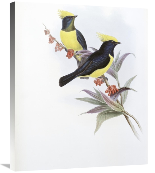 Global Gallery GCS-277792-30-142 30 in. Sultan Tit Art Print - John Go