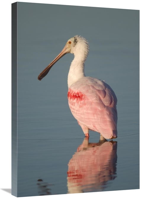 Global Gallery GCS-397325-2030-142 20 x 30 in. Roseate Spoonbill, 
