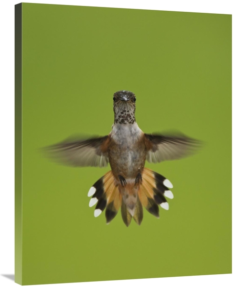 Global Gallery GCS-395425-2835-142 28 x 35 in. Rufous Hummingbird Hove