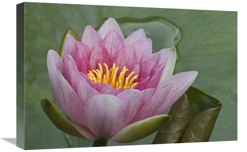 Global Gallery GCS-398191-1624-142 16 x 24 in. Amazon Water Lily Flowe