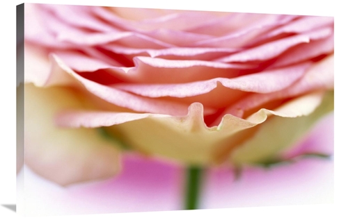 Global Gallery GCS-398265-2436-142 24 x 36 in. Close Up of Rose Showin