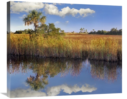 Global Gallery GCS-396553-30-142 30 in. Cabbage Palm in Wetland, F