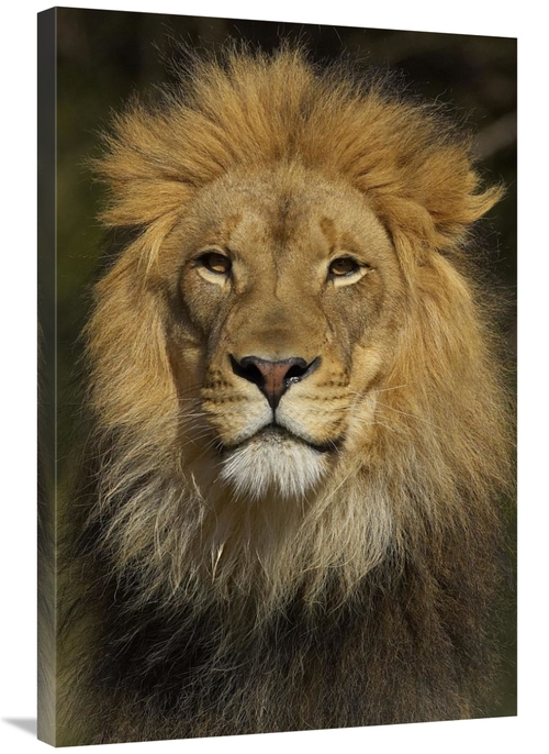 Global Gallery GCS-450894-2436-142 24 x 36 in. African Lion Male Portr