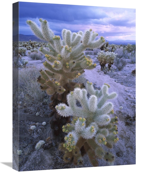 Global Gallery GCS-397116-1824-142 18 x 24 in. Teddy Bear Cholla or Ju
