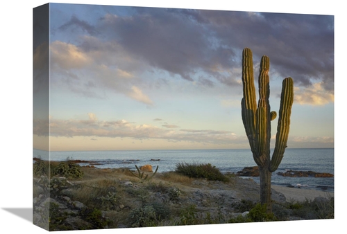 Global Gallery GCS-396259-1216-142 12 x 16 in. Saguaro Cactus at Beach