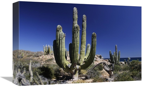 Global Gallery GCS-397719-1218-142 12 x 18 in. Cardon Cacti, Santa