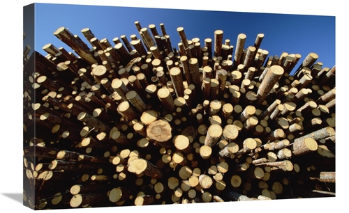 Global Gallery GCS-398506-1624-142 16 x 24 in. Pile of Harvested Pine 