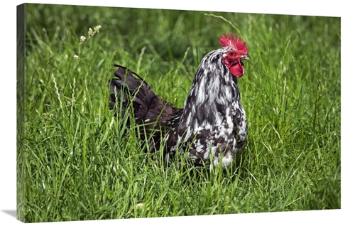 Global Gallery GCS-397523-2436-142 24 x 36 in. Domestic Chicken, B