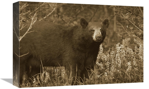 Global Gallery GCS-395917-1218-142 12 x 18 in. Black Bear Portrait&#44