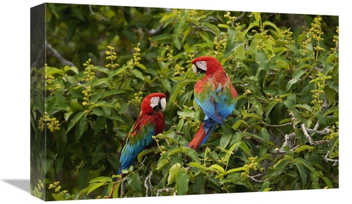 Global Gallery GCS-453226-1218-142 12 x 18 in. Red & Green Macaw Pair&