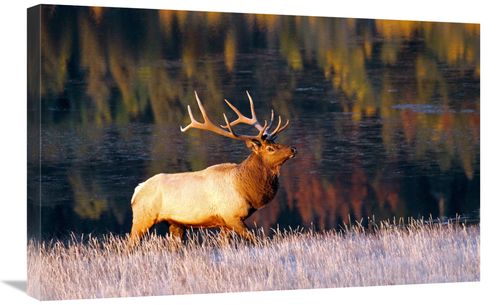 Global Gallery GCS-486561-30-142 30 in. Fall Reflections Art Print - V