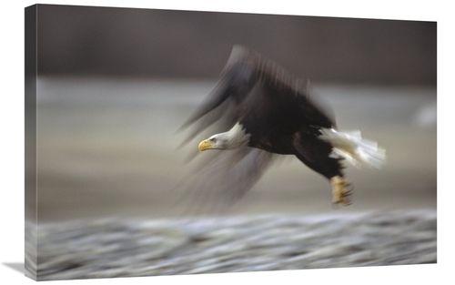 Global Gallery GCS-452932-2030-142 20 x 30 in. Bald Eagle Flying, 