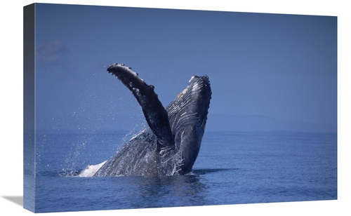 Global Gallery GCS-450996-1624-142 16 x 24 in. Humpback Whale Breachin
