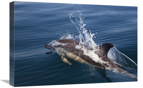 Global Gallery GCS-398482-1624-142 16 x 24 in. Common Dolphin Surfacin